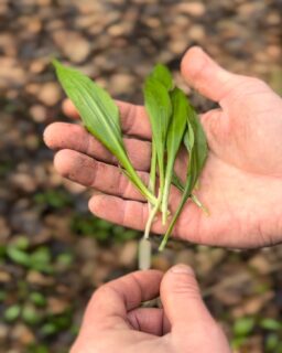 Wat is dat ? Het bos staat er vol van! 🍃 

#daslook #bos #wild #kennis #lekker #onkruidbestaatniet #wildr #wildplukken #respect #natuur #fresh #omgevenvandegenieting