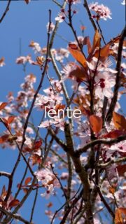 De lente … vernieuwing, wedergeboorte en groei. Het brengt tijd voor herleving, transformatie, onze oude manieren van denken en handelen los te laten en ons te openen voor nieuwe mogelijkheden … en vooral omgeven van nog meer genieting!

#lente #groei #bloesem #kers #peer #vruchten #natuur #boom #herbology #omgevenvandegenieting #natureliving #bos #bosbaden #kennis #arborea #kennisopdoen
