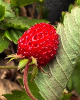 Wilde bosaardbeien, of Fragaria vesca, zijn kleine, zoete aardbeien die in het wild groeien, vooral in bossen en bosranden. Ze zijn een eetbare plantensoort die vaak gebruikt wordt in salades, desserts en sauzen. 

🍓 Kenmerken van wilde bosaardbeien:
Eetbaar:  De vruchten van de bosaardbei zijn eetbaar en hebben een zoete smaak. 
Lage plant: De bosaardbei is een lage, kruipende plant die een bodembedekker vormt. 
Bloei: Ze bloeien in de lente en zomer met kleine, witte bloemen. 
🍓 Groeien: De bosaardbei groeit van mei tot juli in lichte schaduw of halfzon. 
Verspreiding: Ze verspreiden zich door uitlopers, waardoor ze snel nieuwe planten kunnen vormen. 
Tips voor het verzamelen van bosaardbeien:
🍓 Identificatie: Zorg ervoor dat je de bosaardbei kunt onderscheiden van andere soorten, zoals de smakeloze schijnaardbei. 
🍓 Duurzame pluk:
Pluk alleen bosaardbeien die rijp zijn en vermijd het uitroten van de plant. 
🍓 Smaak: Wilde bosaardbeien smaken meestal intenser en zoeter dan de gekweekte aardbeien. 

#omgevenvandegenieting #wildr #pluk #wildplukken #lekkers #snoep #zoet #flora #bosbaden