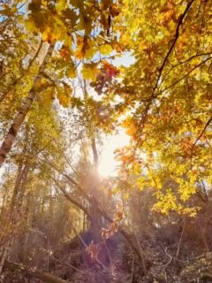Prospectie wandeling onder het zonnetje. 🌱 ☀️ 

#wandeling #deschorre #paddestoelen #bos #bosbaden #natuur #leren #kennis #struiken #vruchten #planten #fungiofinstagram #herborist #wildr #mushrooms